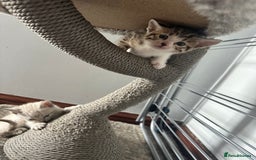 Bengal cats for sale: Stunning bengal/ragdoll kittens  - Image 5