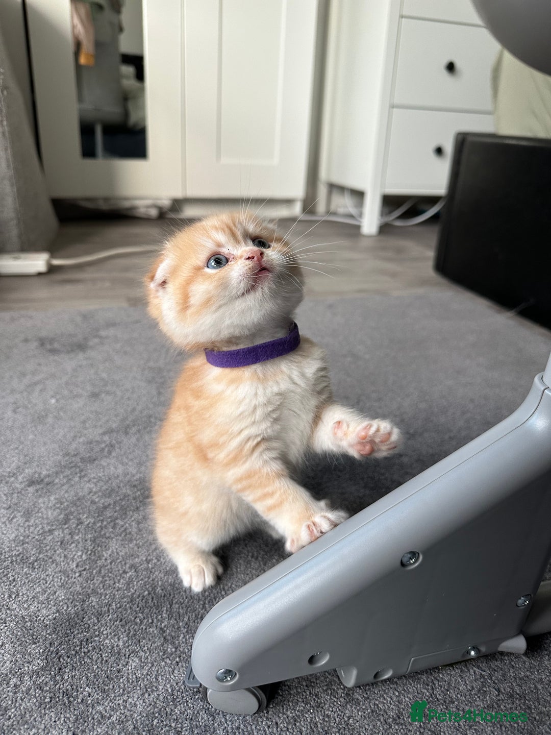 Scottish Fold cats for sale: Scottish fold Kitten Healthy &Loving - Advert 14