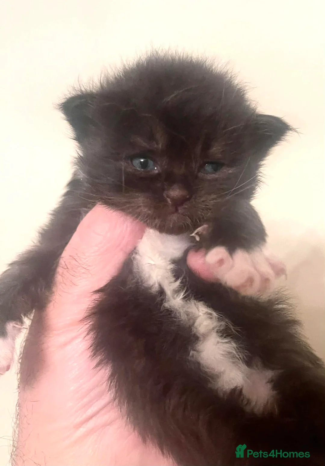 Ragcoon cats for sale: Ragdoll x Maine Coons - Advert 2