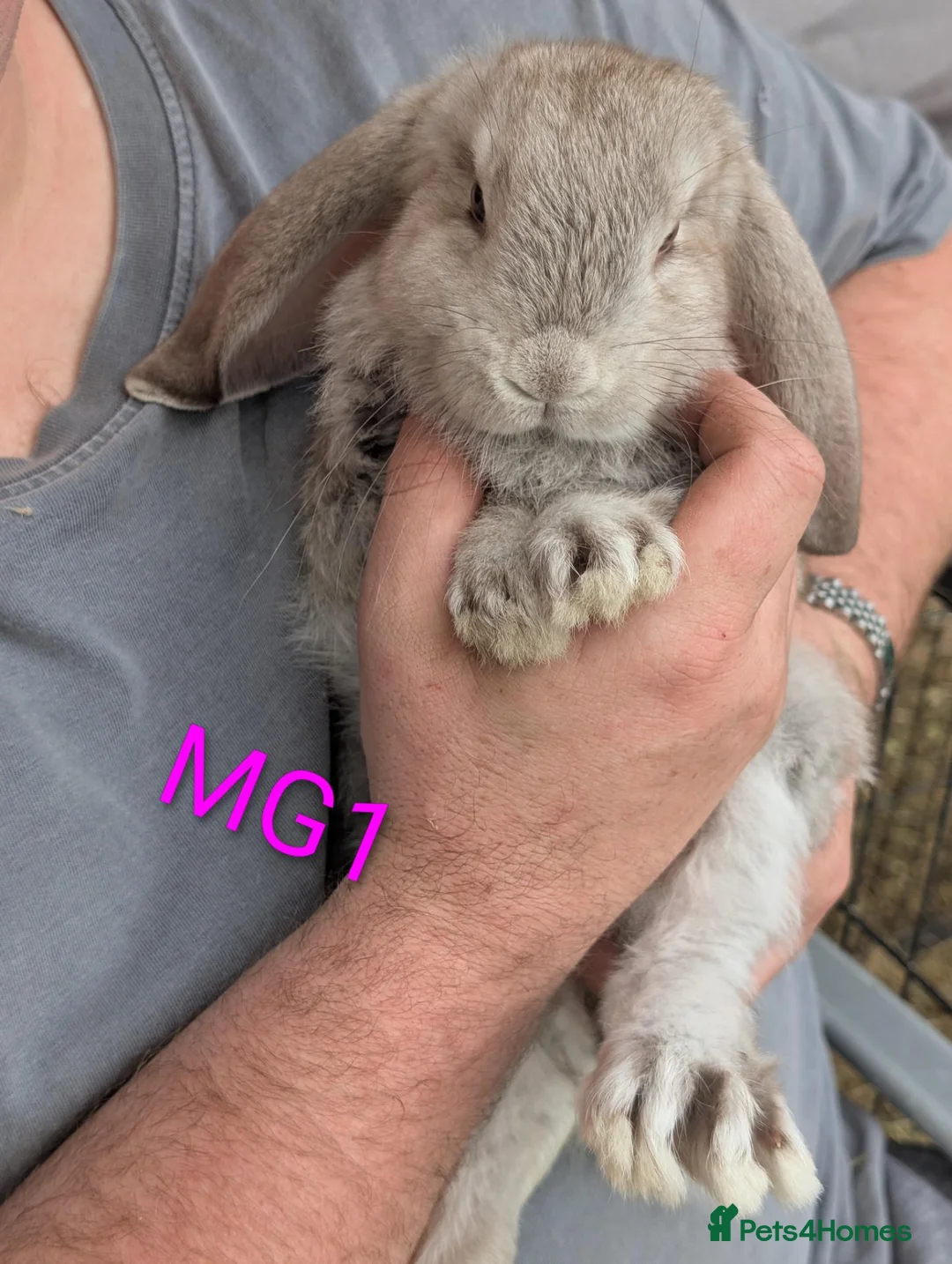 French Lop rabbits for sale: Beautiful french lops - Advert 7