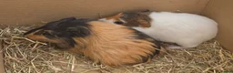 Guinea Pig rodents for sale: Female guinea pigs - Advert 2