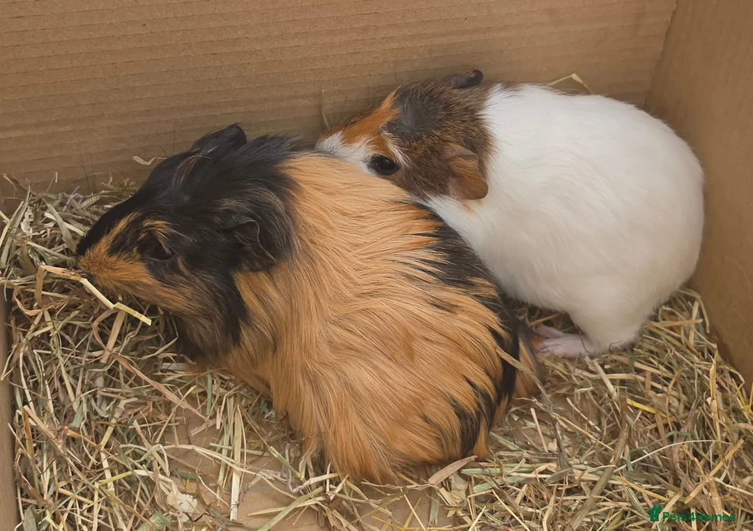 Guinea Pig rodents for sale: Female guinea pigs - Advert 2