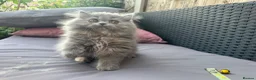 Persian cats for sale: 6th Generation pedigree Persian Kittens - Last boy - Advert 3