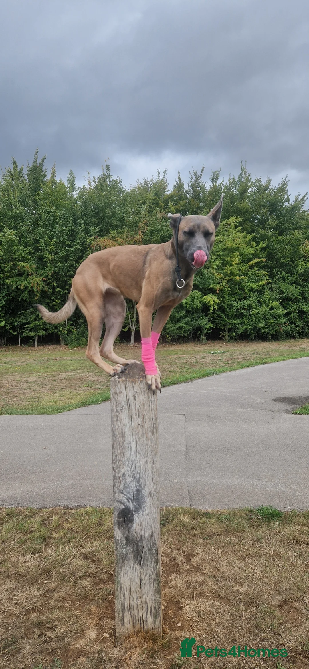 Belgian Shepherd Dog dogs for sale: Looking for a new home in Andover - Advert 4