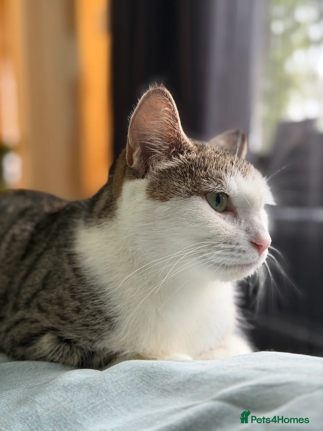 Domestic Shorthair cats for sale: Kittens for sale  in Sunderland - Advert 6
