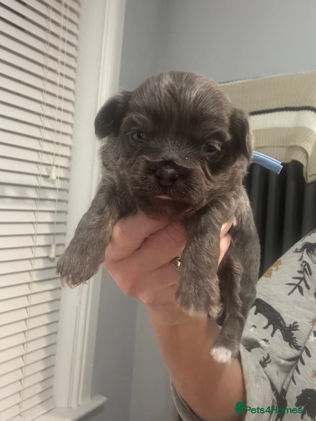 Chihuahua dogs for sale: Chihuahua pups - Advert 14