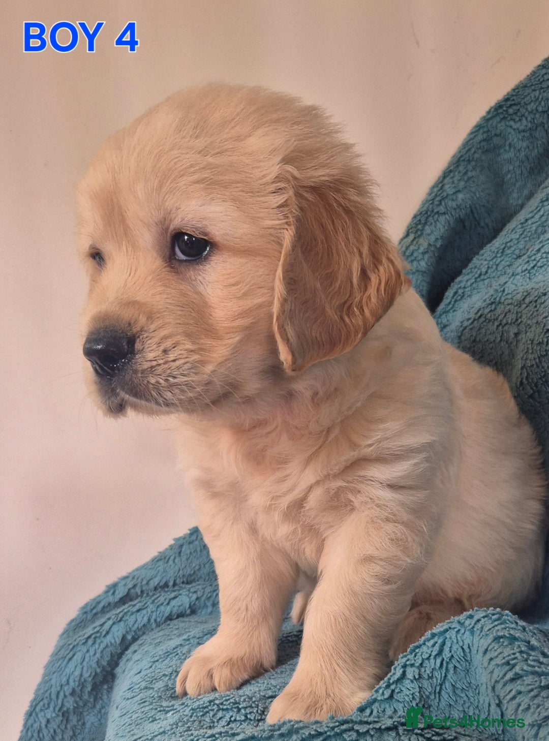 Golden Retriever dogs for sale: Show type Golden Retrievers health tested parents - Image 13
