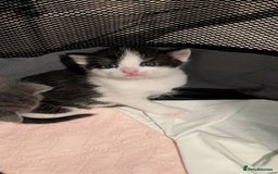 Mixed Breed cats for sale: Mixed breed Kitten  - Image 4