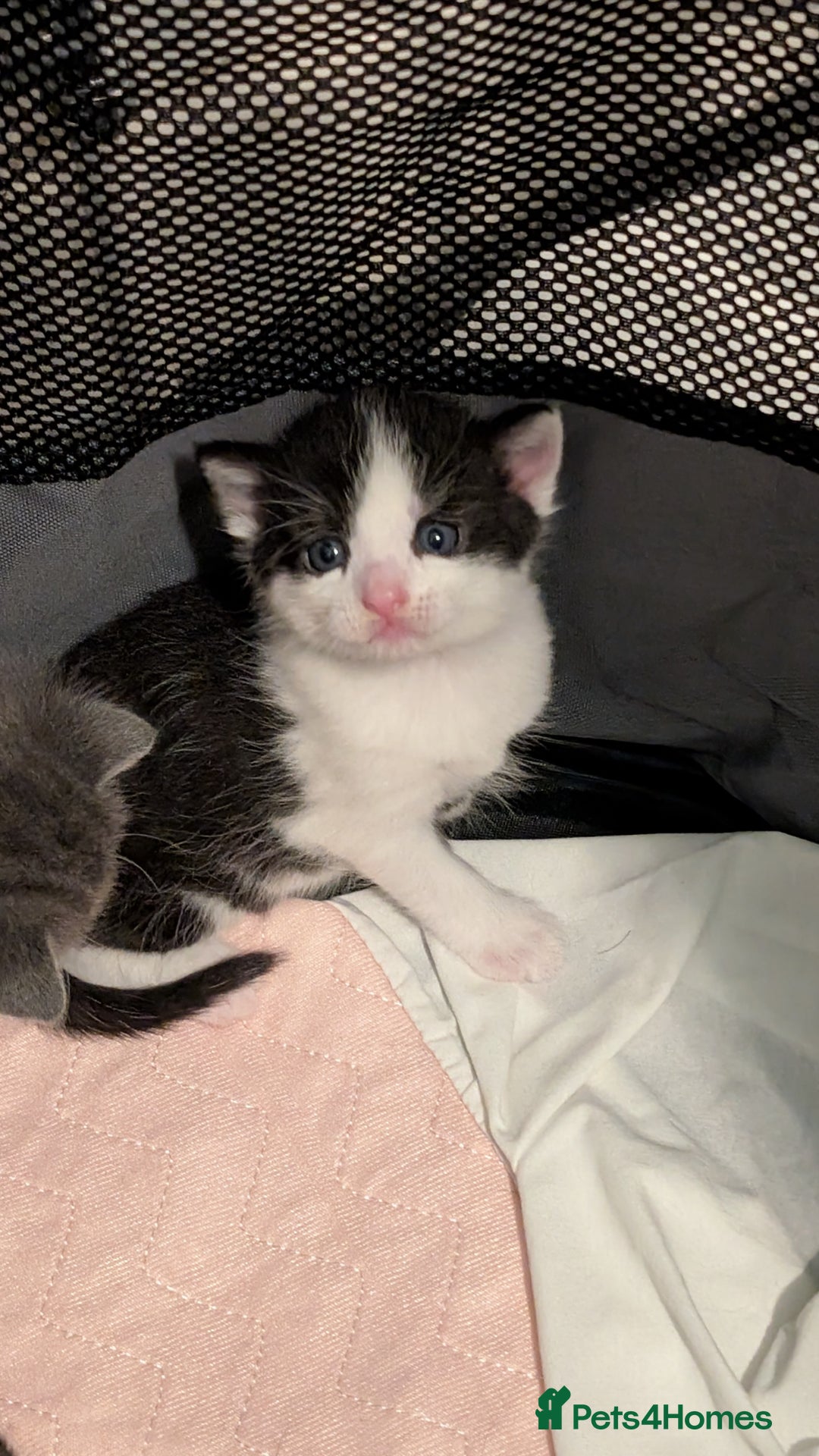Mixed Breed cats for sale: Mixed breed Kitten  - Image 4