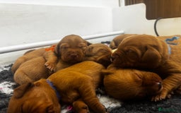 Labrador Retriever dogs for sale: Stunning Super Dark Red Labs from KC&health tested - Advert 6