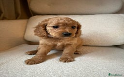 Cockapoo dogs for sale: Cockapoo Pure Breed  in Peterborough - Image 4