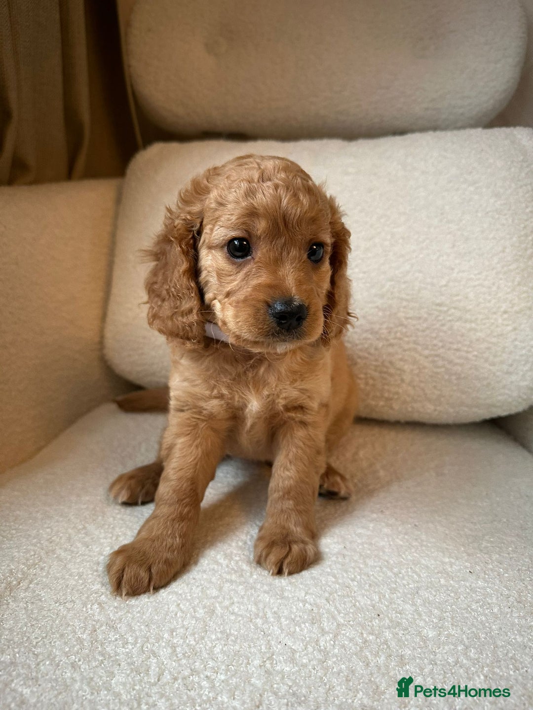 Cockapoo dogs for sale: Cockapoo Pure Breed  in Peterborough - Image 4