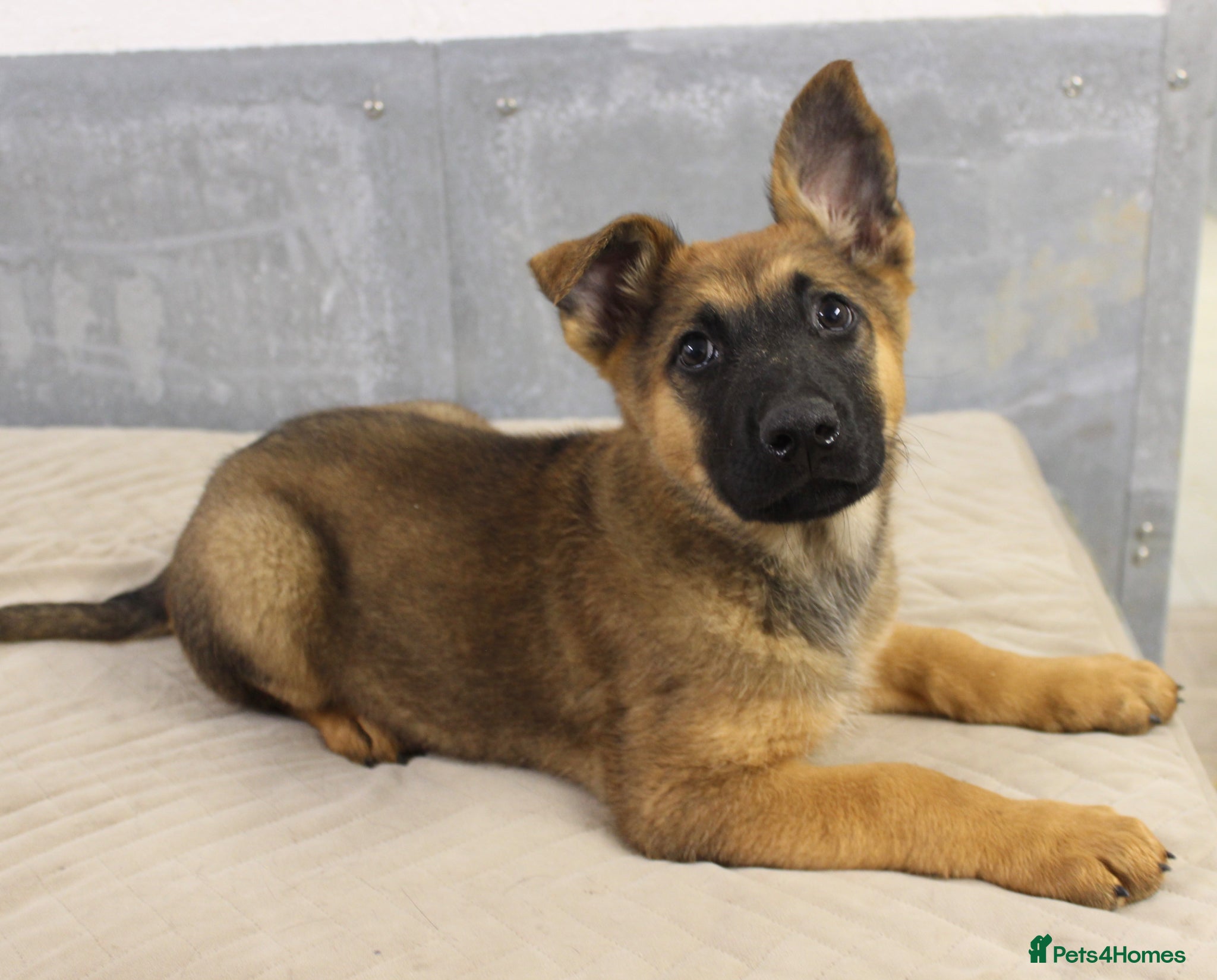 German Shepherd dogs for sale: German Shepherd Puppies  - Advert 25