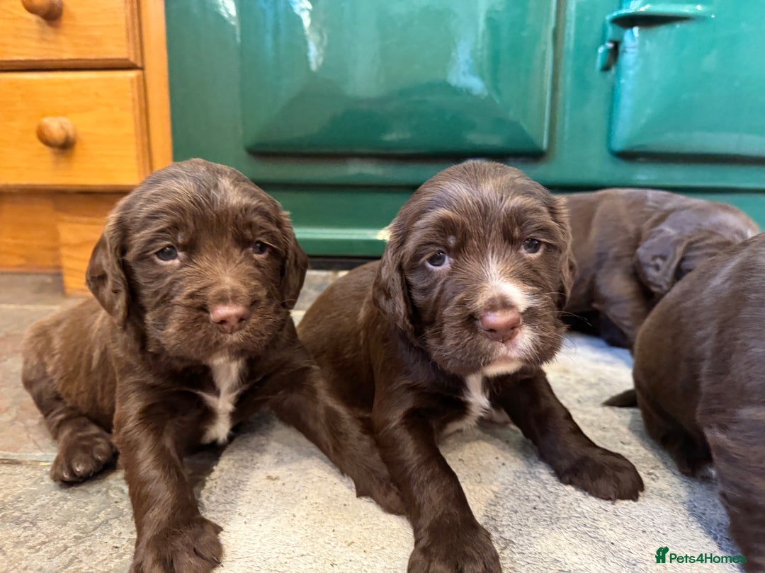 Sprocker dogs for sale: F1 Sprocker puppies liver and white  - Image 1