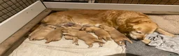 Golden Retriever dogs for sale: KC Registered Golden Retriever Puppies - Advert 19