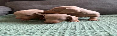 Dachshund 4