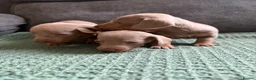 Dachshund dogs for sale: 7 Puppies Available  - Advert 16