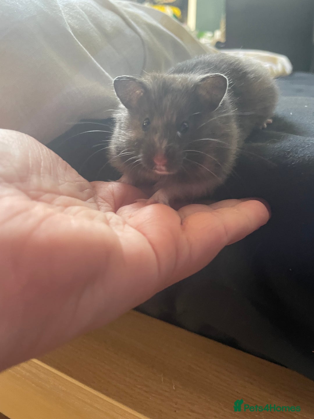 Hamster rodents for sale: Pedigree Syrian hamster waiting list🐹 - Advert 15