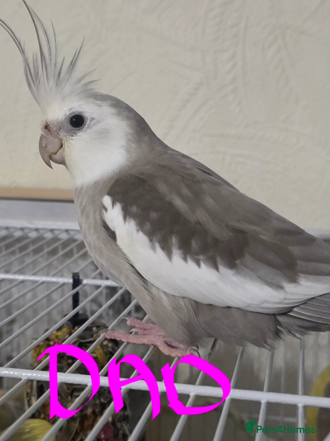 Cockatiels birds for sale: Baby cockatiels mixed  - Advert 21