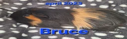 Guinea Pig rodents for sale: Guinea pigs looking for forever homes  - Advert 4
