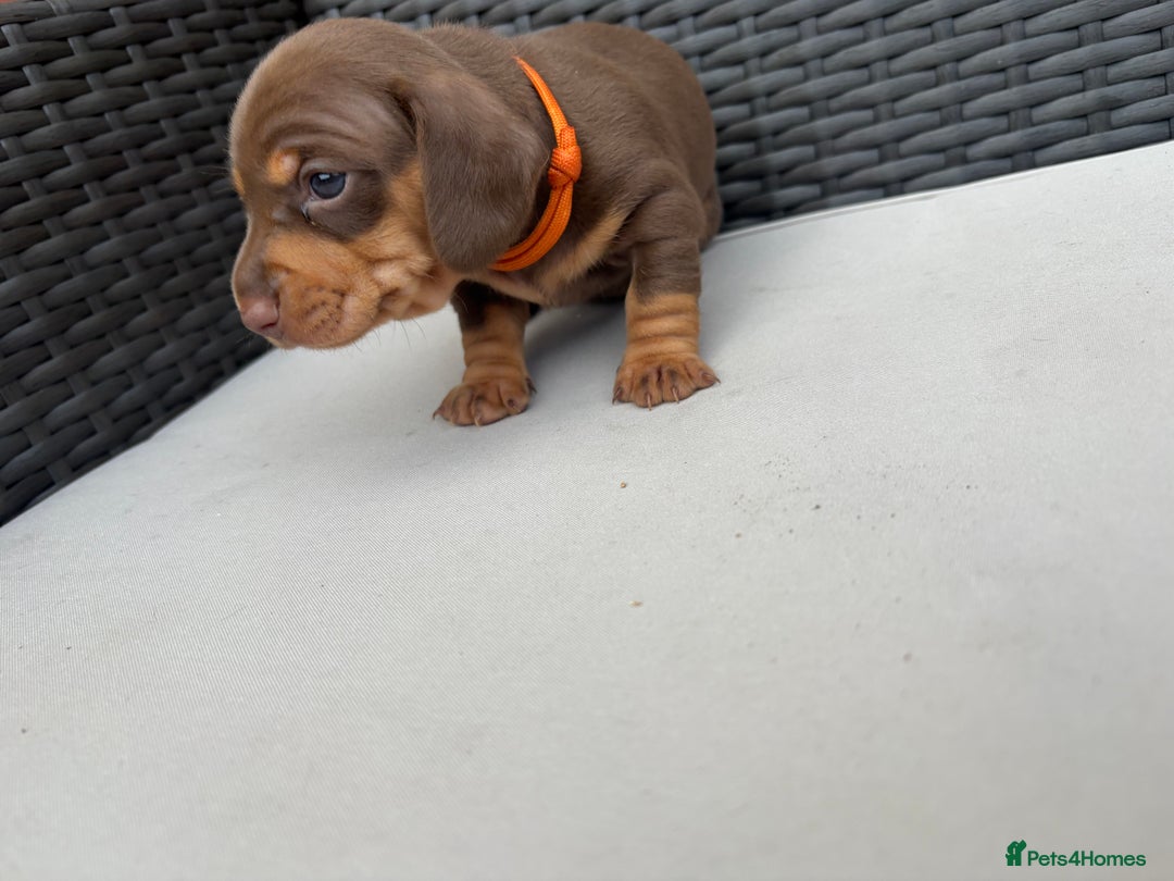 Miniature Dachshund dogs for sale: 🐾 Miniature Dachshunds – 3 Chocolate&Tan Girls🐾 - Image 7