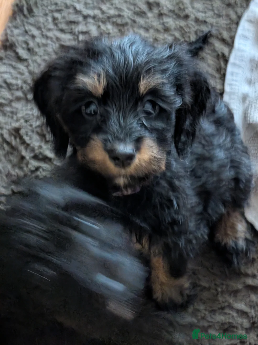 Mixed Breed dogs for sale: Very cute Sprokerpoo Puppies for sale  - Advert 2