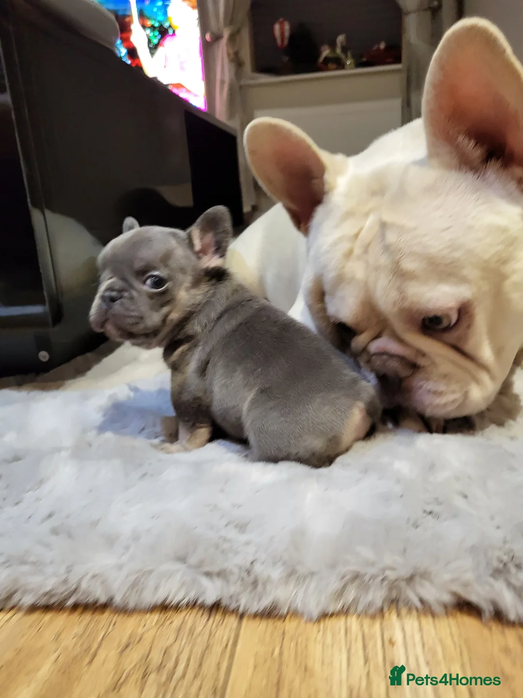French Bulldog dogs for stud: Amazing structure and quality ‼️ in Ebbw Vale - Advert 30