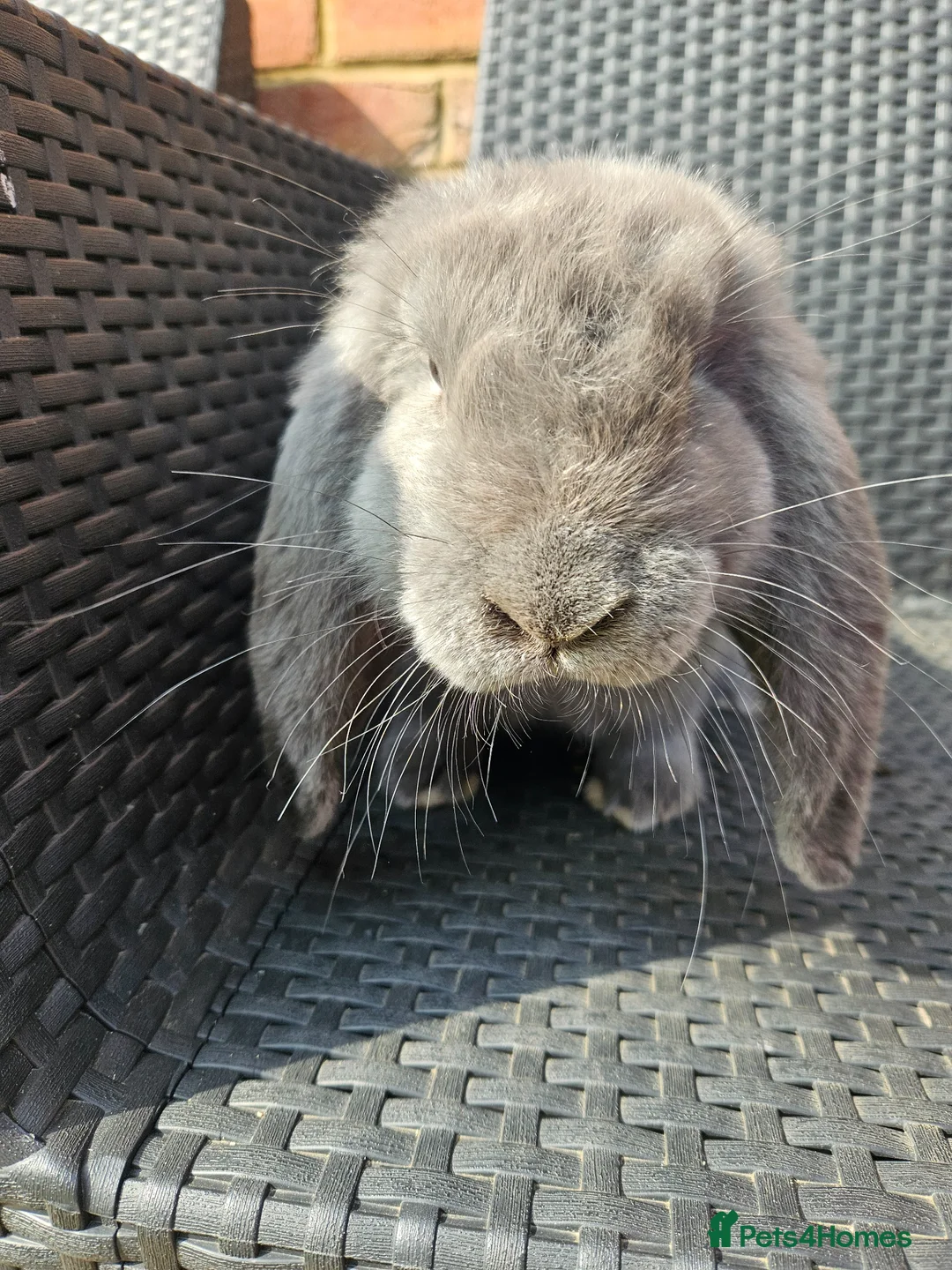 French Lop rabbits for sale: Lovely boy french lop baby in Wokingham - Advert 1