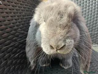 French Lop rabbits Lovely boy french lop baby - Advert 8