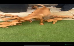 Hungarian Vizsla dogs for sale: 2 female Hungarian vizslas 17 weeks old - Image 13