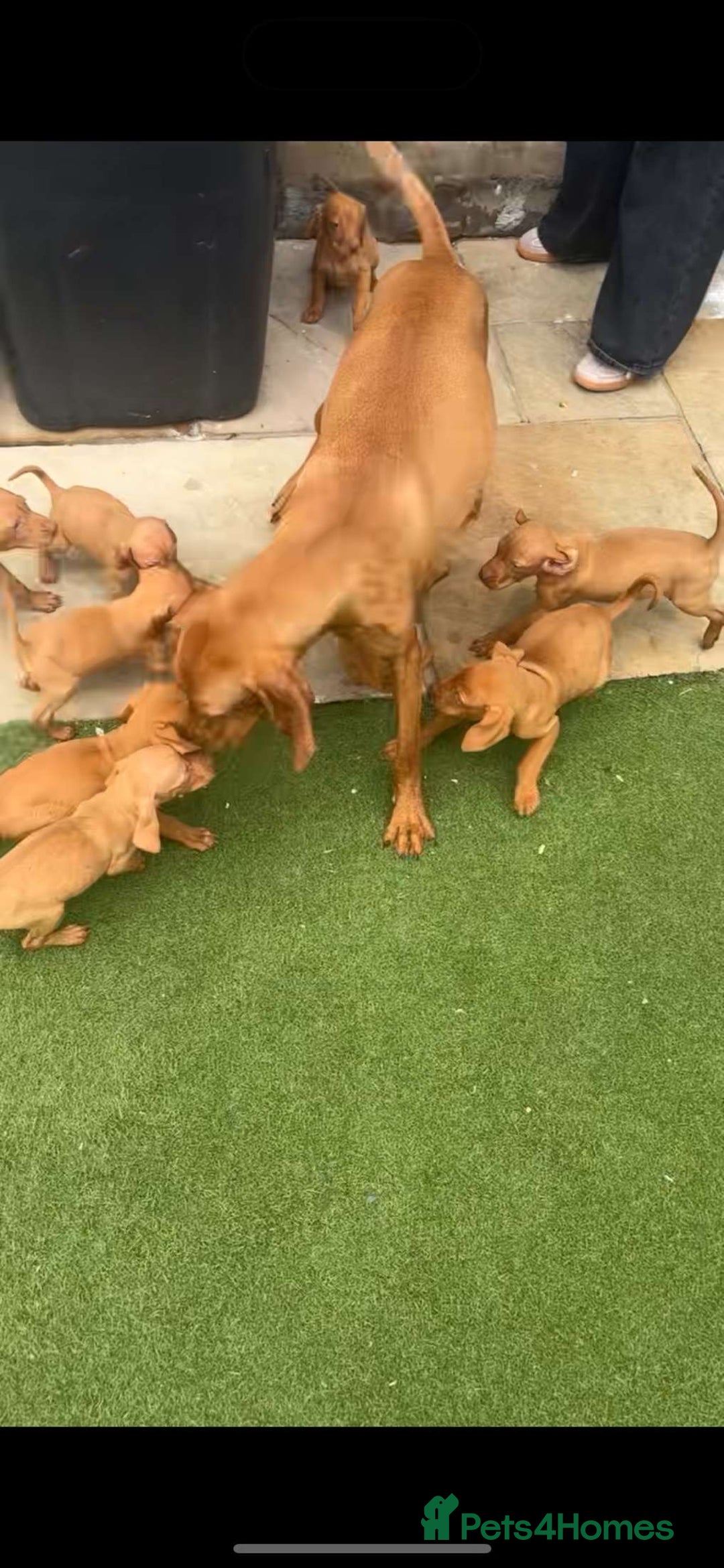 Hungarian Vizsla dogs for sale: 2 female Hungarian vizslas 17 weeks old - Image 13