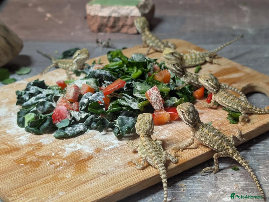 Bearded Dragon reptiles for sale: 11 Baby Rankin Dragons  in Nottingham - Advert 1