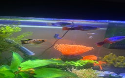 Mollies fish for sale: Fish tank and fish - Image 2