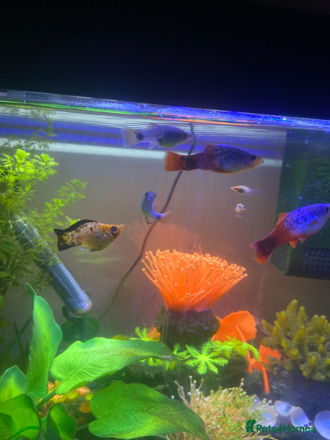 Mollies fish for sale: Fish tank and fish - Image 2