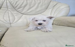 West Highland Terrier dogs for sale: KC REGISTERED WEST HIGHLAND TERRIERS - Image 8