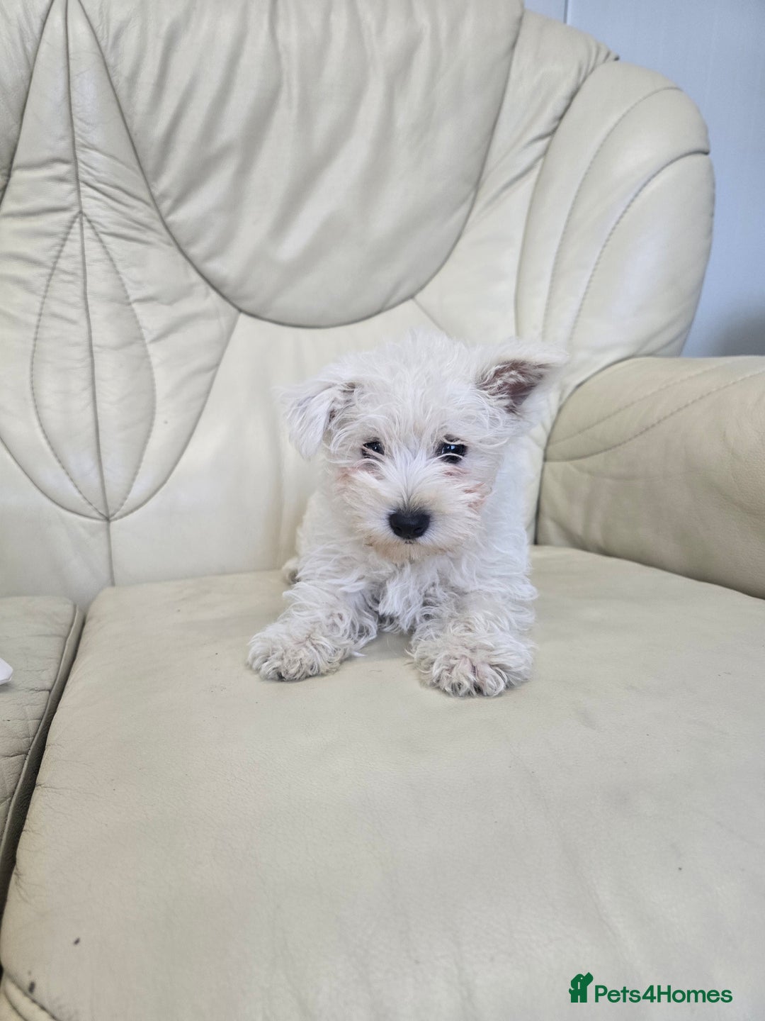 West Highland Terrier dogs for sale: KC REGISTERED WEST HIGHLAND TERRIERS - Image 8