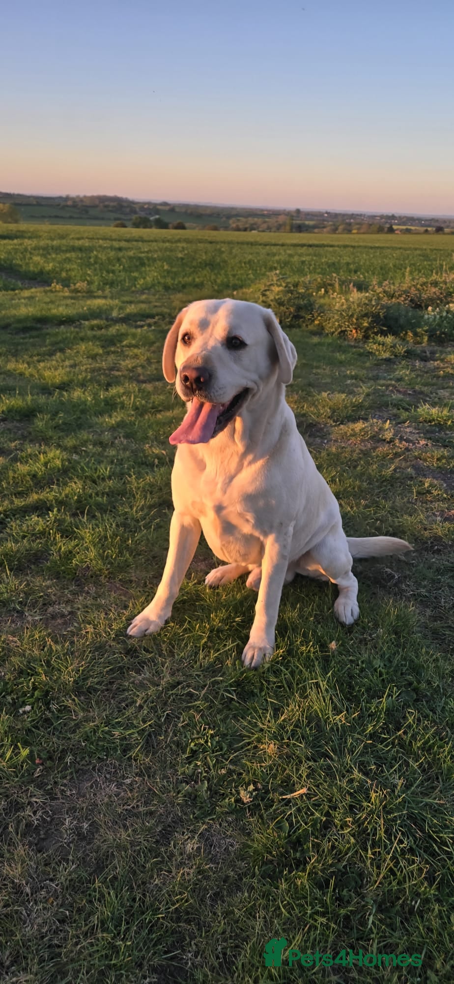 Labrador Retriever dogs White Labrador Stud Lincoln | Proven | 8 Pups - Advert 1