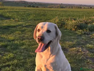 Labrador Retriever dogs White Labrador Stud Lincoln | Proven | 8 Pups - Advert 2