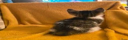 Mixed Breed cats for sale:  Ready to go to their forever homes - Advert 24