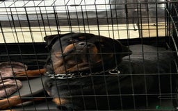 Rottweiler dogs for stud: Rottweiler for Stud - Image 12