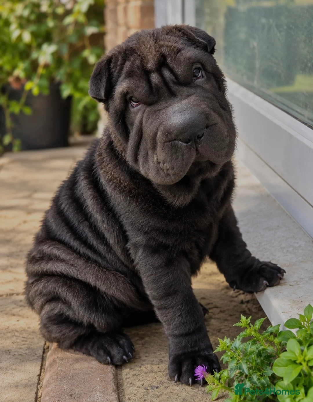 Shar Pei dogs for sale: Beautiful shar pei boy ready for his new home🐾 in Aylesbury - Advert 2