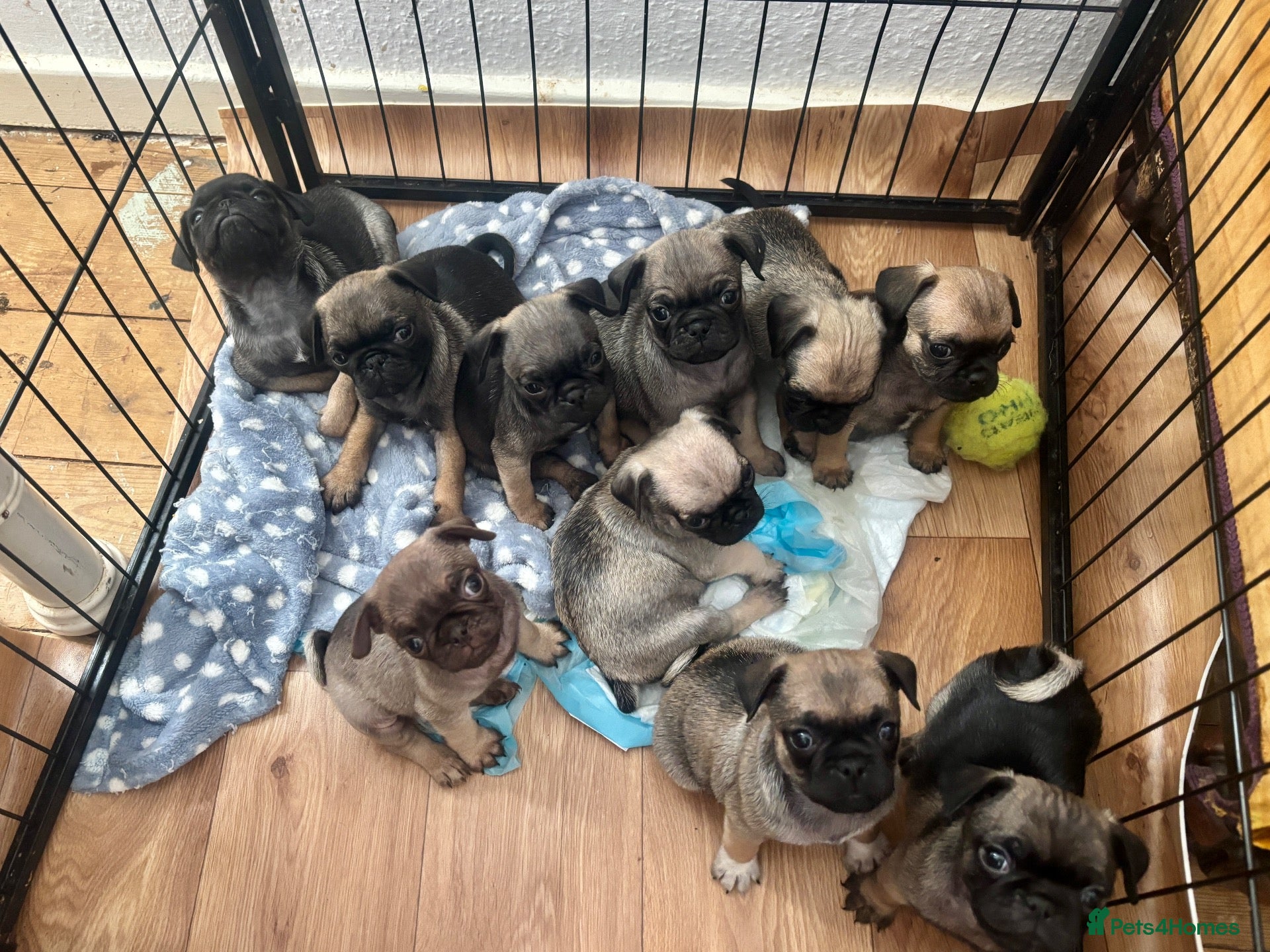 Pug dogs Fawn pug puppies Ready for new homes in 2 weeks  - Advert 3