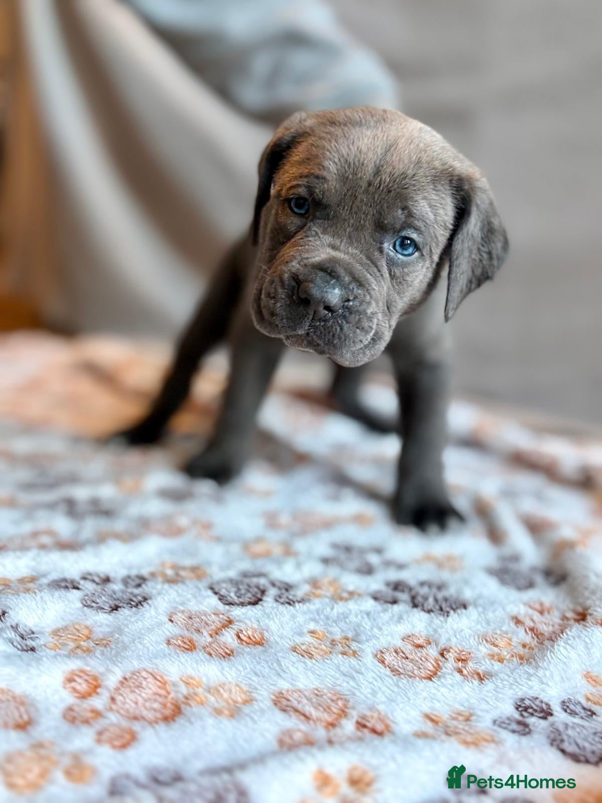 Mixed Breed dogs *ITALIAN MASTIFFS* Cane Corso x Presa Canario Pups - Advert 17