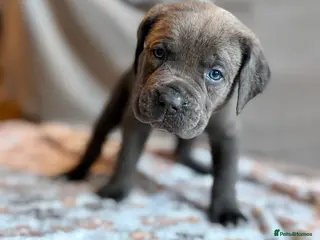 Mixed Breed dogs *ITALIAN MASTIFFS* Cane Corso x Presa Canario Pups - Advert 17