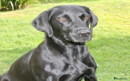 Labrador Retriever dogs for sale: FTCH FENDAWOOD PUPS FOR SALE - Image 5