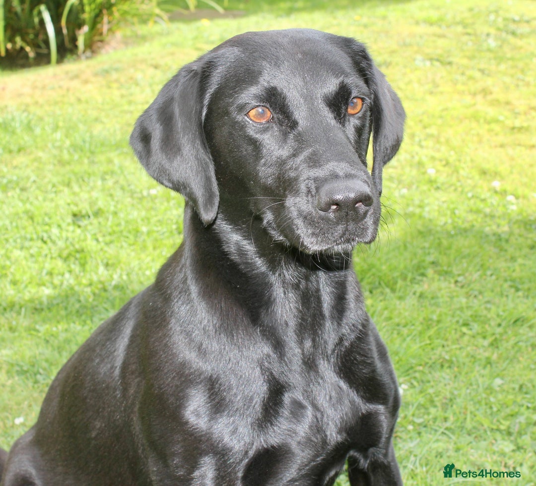 Labrador Retriever dogs for sale: FTCH FENDAWOOD PUPS FOR SALE - Image 5