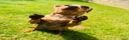 Miniature Dachshund dogs for sale: Beautiful Miniature Dachshund  in Penrith - Advert 6