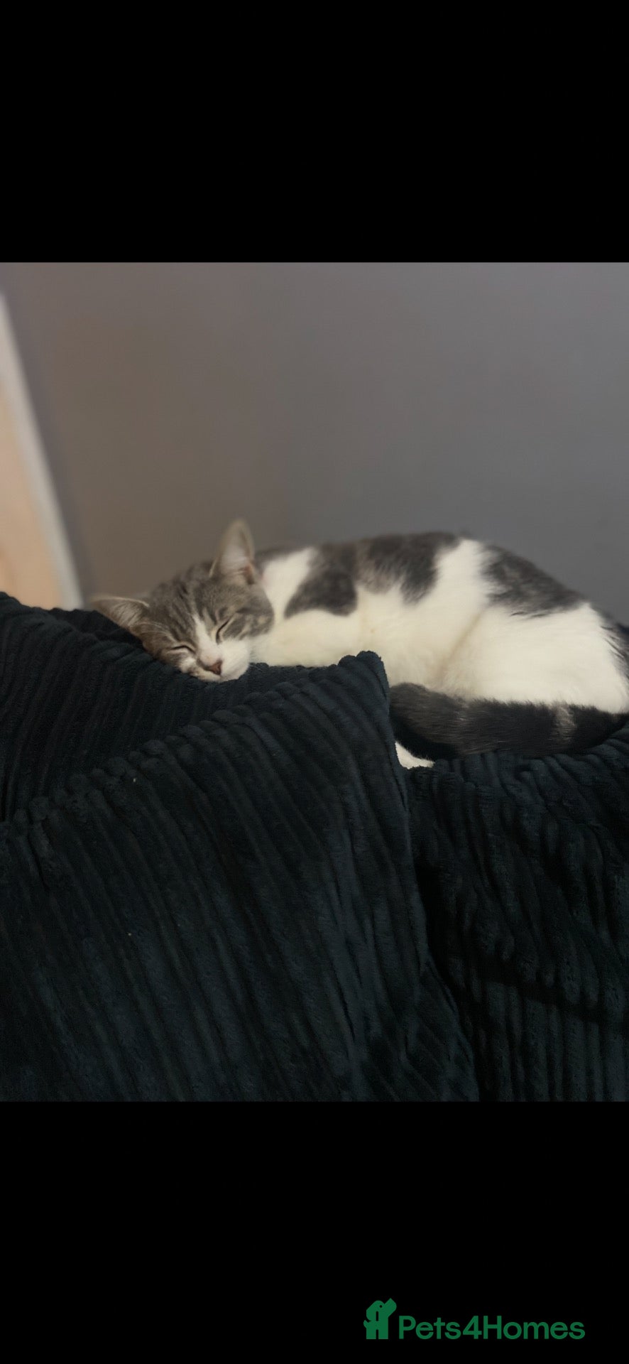 Mixed Breed cats female cat Luna aged 4  - Advert 1