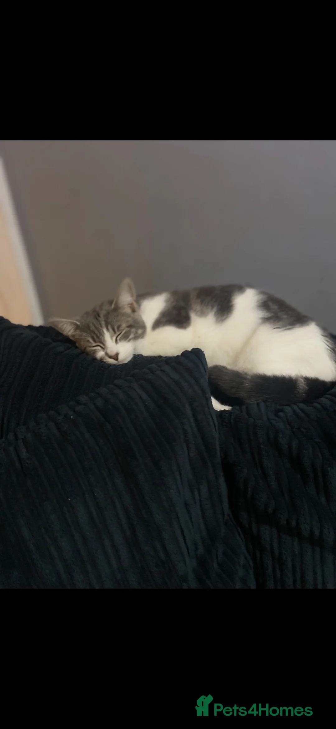 Mixed Breed cats for sale: female cat Luna aged 4  - Advert 1