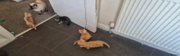 Ragdoll cats for sale: Ragdoll kitten  in Huddersfield - Advert 1